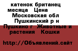 катенок британец 3 месяца › Цена ­ 4 500 - Московская обл., Пушкинский р-н, Пушкино г. Животные и растения » Кошки   